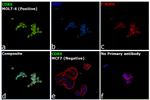 CDK6 Antibody in Immunocytochemistry (ICC/IF)