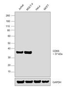 CDK6 Antibody in Western Blot (WB)