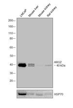 Arginase 2 Antibody in Western Blot (WB)