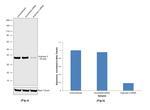 Arginase 2 Antibody