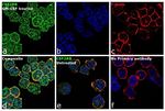 CSF2RB Antibody in Immunocytochemistry (ICC/IF)