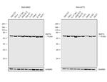 HSP70 Antibody