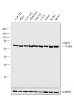 HSP70 Antibody in Western Blot (WB)