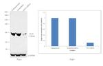 GLI3 Antibody