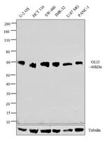 GLI3 Antibody in Western Blot (WB)