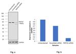 PCK2 Antibody in Western Blot (WB)