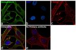 Cyclophilin A Antibody in Immunocytochemistry (ICC/IF)