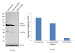 SPHK1 Antibody in Western Blot (WB)