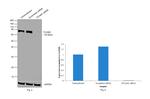 TRIF Antibody