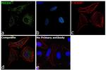 PDCD4 Antibody in Immunocytochemistry (ICC/IF)