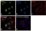 MAD1 Antibody in Immunocytochemistry (ICC/IF)