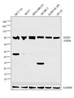 MAD1 Antibody in Western Blot (WB)