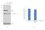 MAD1 Antibody in Western Blot (WB)