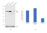 OGDH Antibody