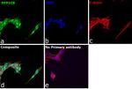 PP1 beta Antibody in Immunocytochemistry (ICC/IF)