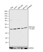 PP1 beta Antibody in Western Blot (WB)