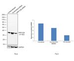 PP1 beta Antibody in Western Blot (WB)