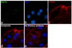 SGLT1 Antibody in Immunocytochemistry (ICC/IF)