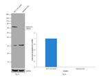 Optineurin Antibody in Western Blot (WB)