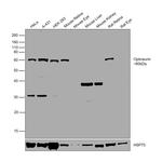 Optineurin Antibody in Western Blot (WB)