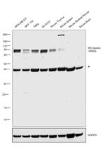 IKK epsilon Antibody in Western Blot (WB)