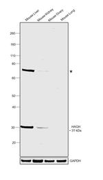 HAGH Antibody in Western Blot (WB)