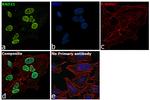 RAD21 Antibody in Immunocytochemistry (ICC/IF)