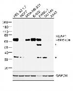 KEAP1 Antibody in Western Blot (WB)