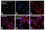 HSPA1B Antibody