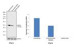 ESRRA Antibody in Western Blot (WB)