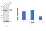 CD2AP Antibody in Western Blot (WB)