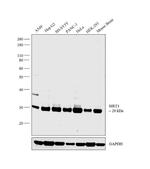 SIRT3 Antibody in Western Blot (WB)