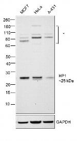 HP1 beta Antibody in Western Blot (WB)