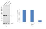 HP1 beta Antibody in Western Blot (WB)