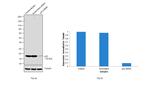 p23 Antibody