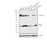 DIABLO Antibody in Western Blot (WB)