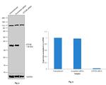 GTF2B Antibody in Western Blot (WB)