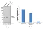 SPHK1 Antibody in Western Blot (WB)