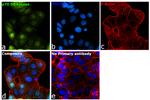 p70 S6 Kinase Antibody in Immunocytochemistry (ICC/IF)