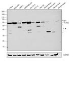 TAB1 Antibody in Western Blot (WB)