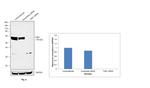 TAB1 Antibody