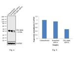 CK2 alpha-1 Antibody in Western Blot (WB)