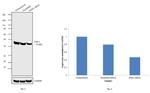 PGK1 Antibody in Western Blot (WB)