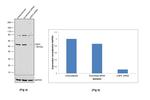 UGP2 Antibody in Western Blot (WB)