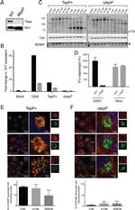 CrkL Antibody in Immunocytochemistry (ICC/IF)