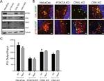 CrkL Antibody in Western Blot, Immunocytochemistry (WB, ICC/IF)