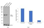 CrkL Antibody