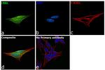 CrkL Antibody in Immunocytochemistry (ICC/IF)