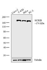 SCRIB Antibody in Western Blot (WB)