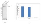 SCRIB Antibody in Western Blot (WB)